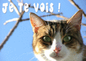 Regard p&eacute;tillant d'un chat curieux